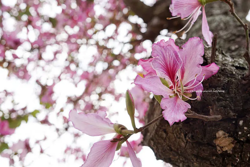 【台中沙鹿】弘光科技大學 羊蹄甲 - 隨風搖曳粉紅雨.繁花滿樹.浪漫指數不輸櫻花.含苞待放花苞還許多.3/7拍攝