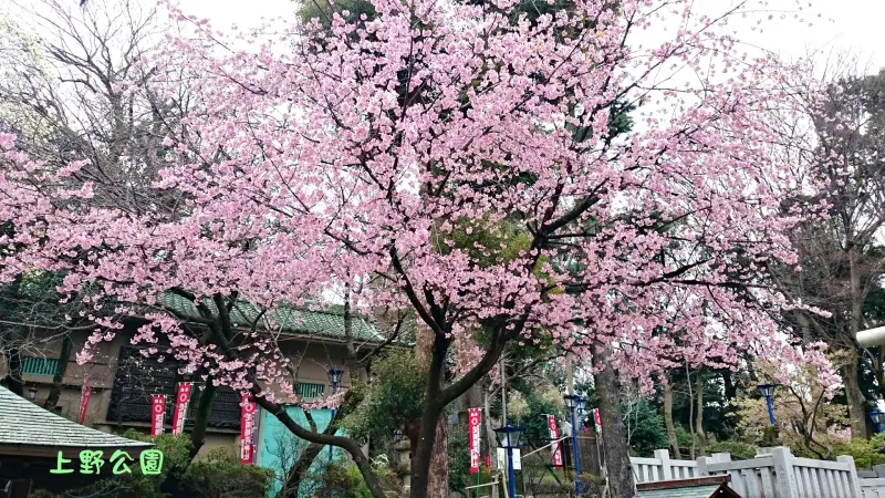 ◎訪日全紀錄－京成電鐵SKYLINER & 東京半日遊TOKYO METRO