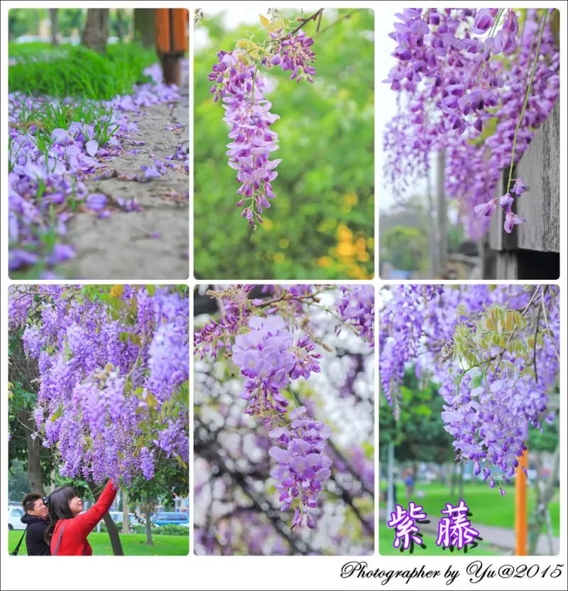 [賞花]【桃園市中壢區】元生公園紫藤。紫色浪漫之美