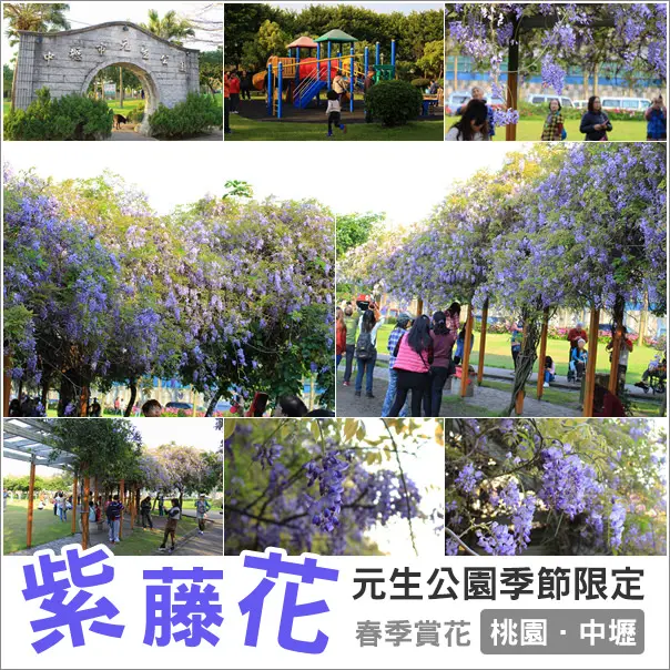 中壢｜內壢元生公園季節限定．美麗的紫藤花綻放中