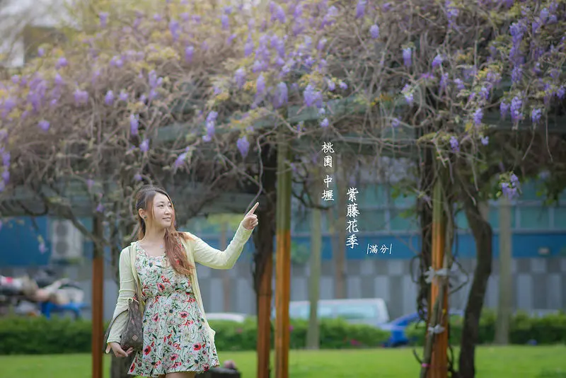 【桃園。中壢景點】元生公園紫藤花開囉 / 季節限定的美景 ~ 紫色浪漫來襲。現正熱映中~