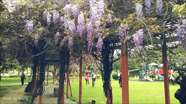 ╠桃園。中壢╣垂掛飄揚成一片紫色花海,紫藤花迎著風搖曳,跳著紫色浪漫花舞~元生公園(2015.03.21花況)