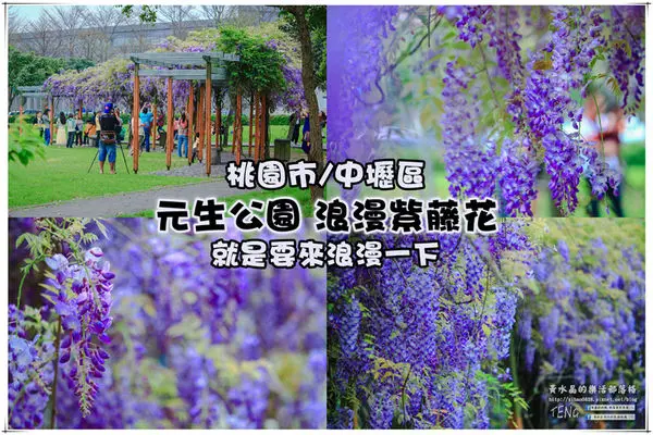 元生公園 紫藤花季|桃園市/中壢區(浪漫紫藤花超級人氣熱門景點，除了浪漫還是浪漫)