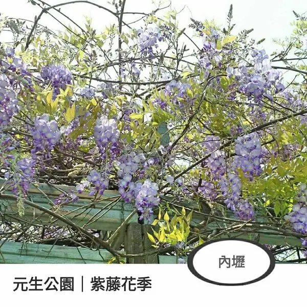 內壢｜元生公園｜2017 紫藤花季