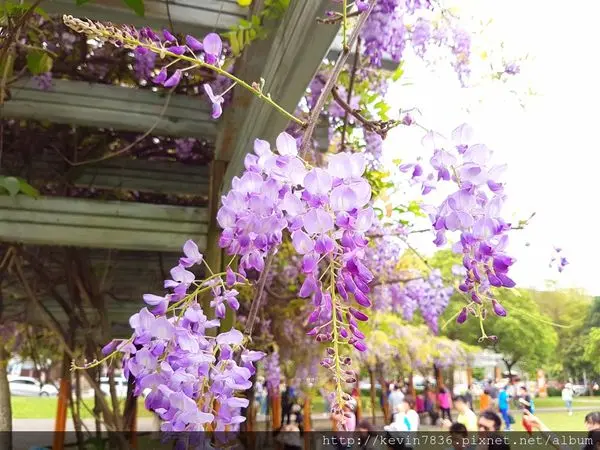 桃園景點~元生公園紫藤花海的浪漫與美麗/星河親子公園的兒童小樂園,IG最夯打卡熱點趕緊來唷