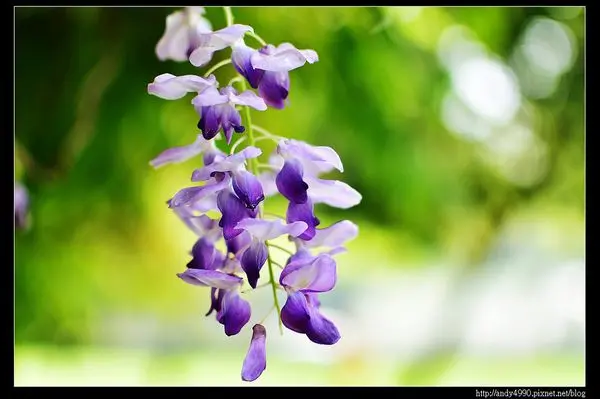 20160417中壢元生公園紫藤花