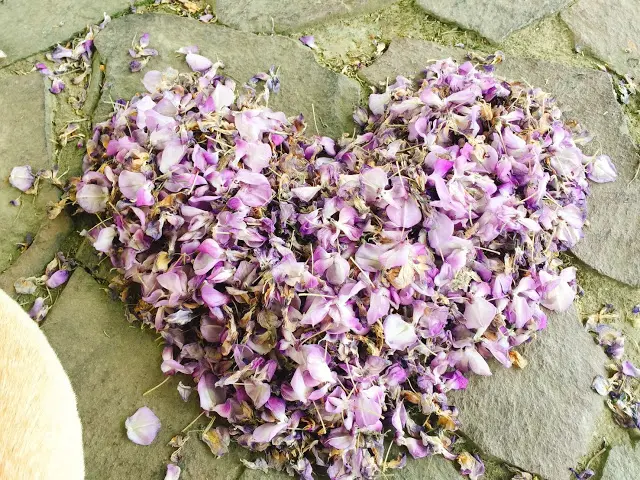 『 桃園。內壢 』元生公園  浪漫 紫藤花廊
