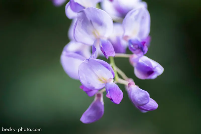 【台北】。土城區的小確幸～浪漫的紫藤花園
