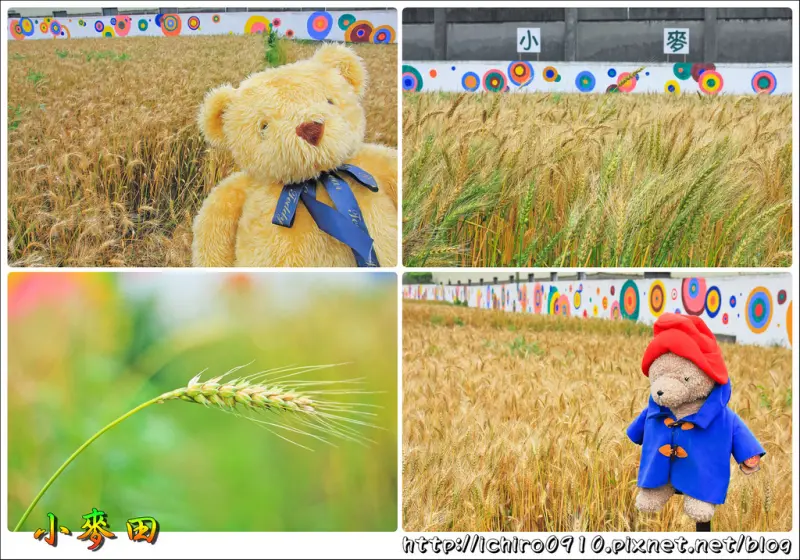 [遊記]【桃園市平鎮區】平鎮小麥田。金黃稻浪隨風飄曳