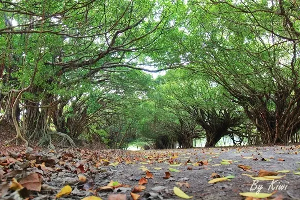 【台南新營旅遊】長勝綠色隧道 @營區內的綠色隧道不輸給四草綠色隧道的自然秘境