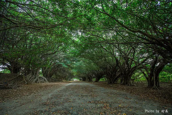 【遊記】｛台南。新營區｝全台最美的綠色隧道即將消失        
      