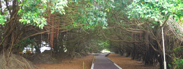 [台南]新營長勝營區重生，榕樹版龍貓隧道磅薄登場/台南新營親子景點