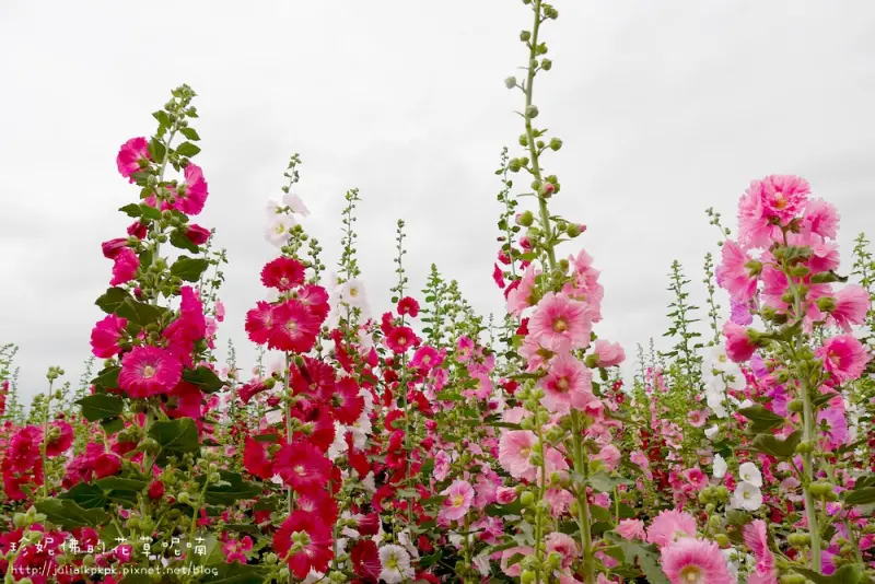 【彰化-員林鎮】蜀葵花海（大明里活動中心斜對面）