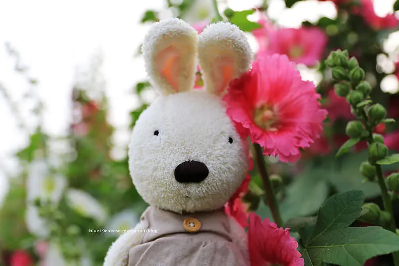 【彰化員林】蜀葵花 - 顏色鮮艷多彩.有一丈紅別名.目不暇給拍不停.中部就有壯觀蜀葵花海.近大明里活動中心.員林鎮南區公園.大明產業道路上.預計104年4月4日開園.彰化一日親子遊