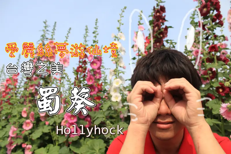 【彰化景點】員林〃蜀葵花海Hollyhock(南區公園旁)，彷彿走進愛麗絲夢遊仙境。花季:4/4開園/兩個月)不用門票~