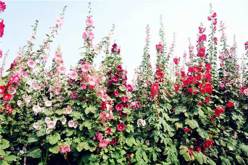 彰化員林蜀葵花海。蜀葵花海盛開，花海超大片超壯觀，ig熱門打卡景點，附近還有歐洲風格造景，琉璃仙境，婚紗景點，超好拍，寵物友善園區!
