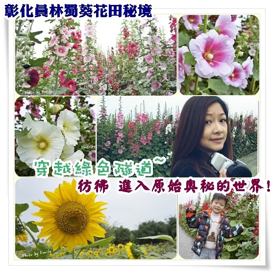 ╠彰化。員林╣新景點~南區公園蜀葵花綻放,一丈紅壯觀花海超吸睛!