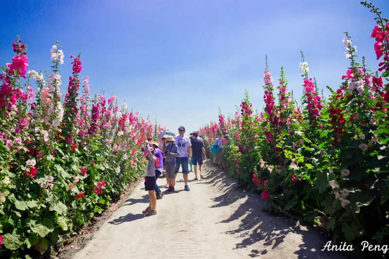 【玩樂．彰化】不必大老遠跑到台南學甲，彰化員林大饒里也可以看到蜀葵花了
