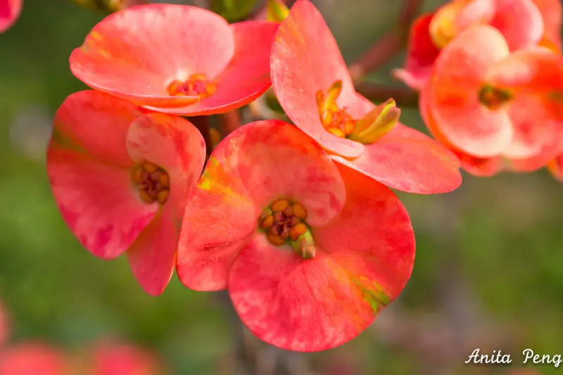 【玩樂．台中】可以辦浪漫戶外婚禮、也能悠閒莊園下午茶的台中大雅幸福莊園咖啡館