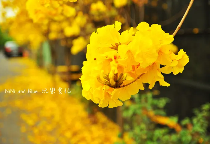 【南投】黃金風鈴木賞花地圖-草屯當地農人秘境，高速公路下方的樸提蘭園