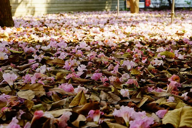 飄著粉紅雨的台南賞花與古早味甜點一日遊  巷里。食麵茶 凰商號鳳梨甜點 Chun純薏仁。甜點 小豆豆草莓火腿吐司 深藍千層蛋糕