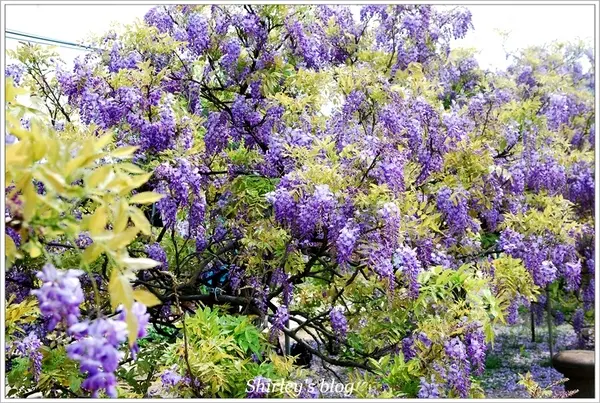 淡水‧紫藤咖啡園2015              