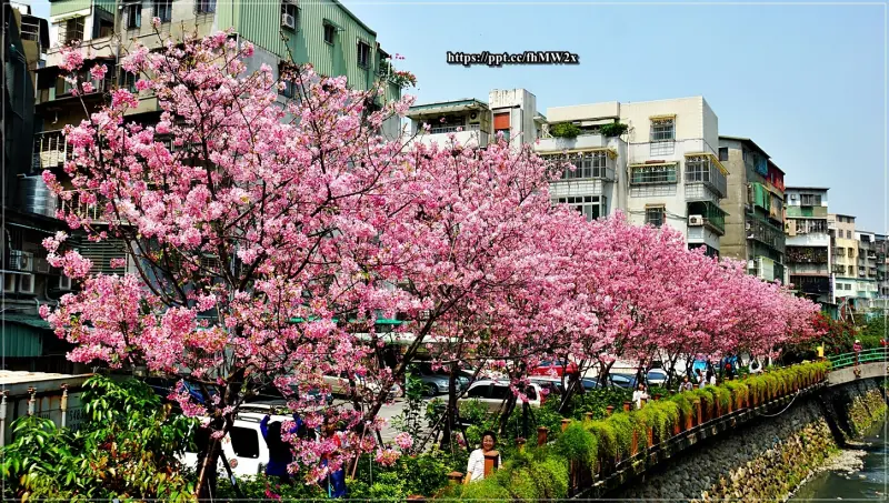 【新北景點】土城希望之河／海山捷運站～IG熱門打卡景點，不用跑山區，大台北也能賞櫻花，昭和櫻大盛開，秒到日本去