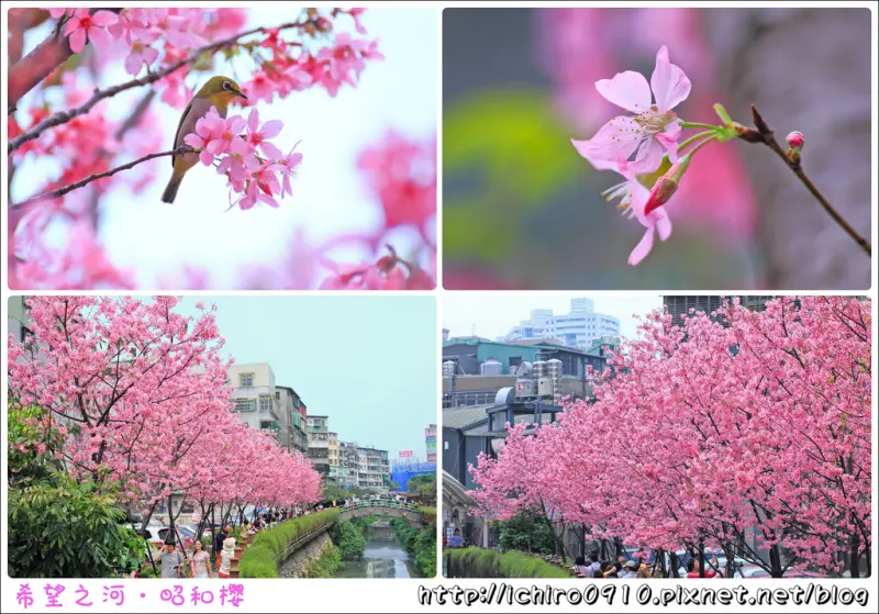 [賞花]【板南線海山站】土城左岸希望之河。昭和櫻盛開~市區就能賞櫻花