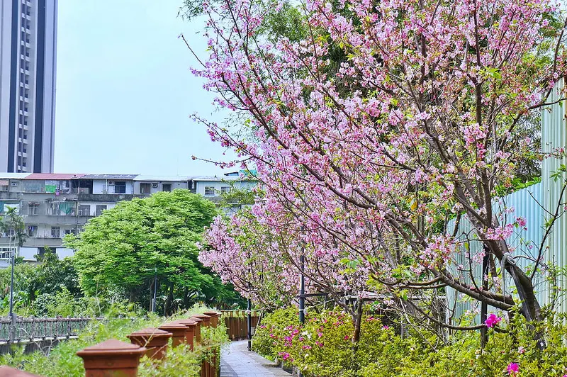 [土城 賞櫻] 希望之河 搭捷運來個賞櫻花輕旅行 市區裡最美的粉紅河道 2017櫻花花況