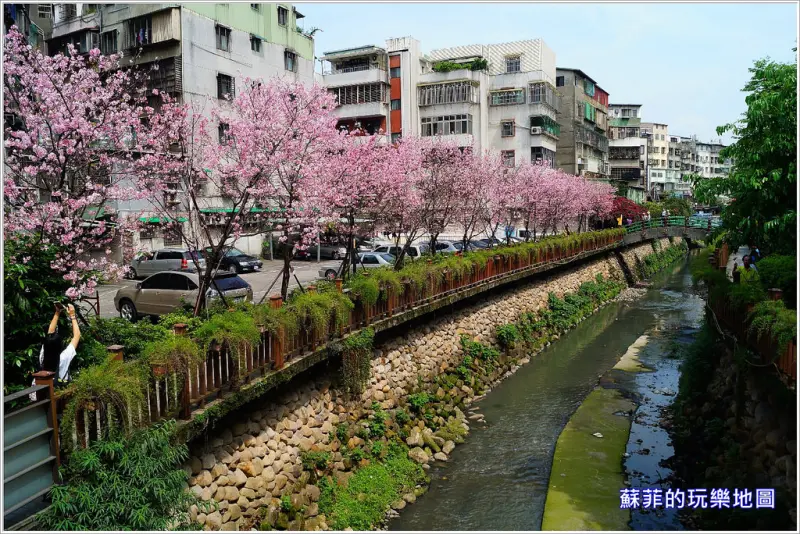 《新北賞櫻》土城希望之河賞櫻~ 賞櫻不用跑遠 坐捷運就能欣賞到季節限定美景 