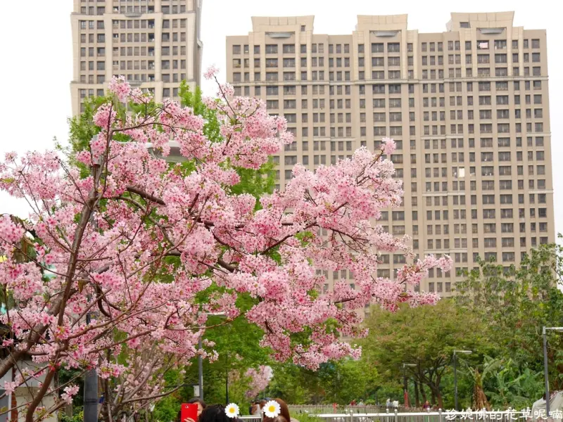 【新北-土城區】2018新北市櫻花季「土城希望之河左岸賞櫻」