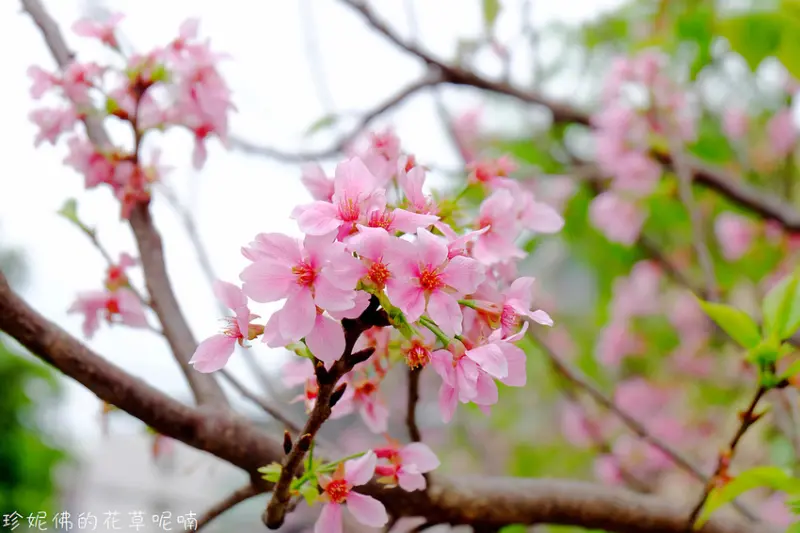 【新北-土城區】2019希望之河左岸賞櫻