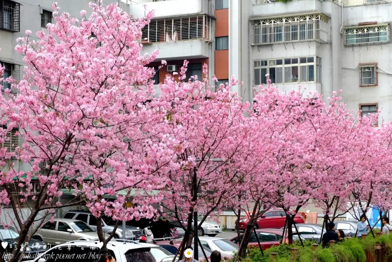 【新北-土城區】2016希望之河左岸賞櫻