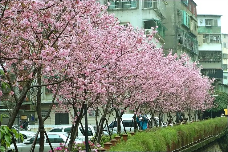《捷運板南線/海山站》台北捷運即可達的吉野櫻木花道~土城希望之河左岸櫻花大滿開+巧得試北港焿新開店+芋頭之家大碗滿意！！(2016/03/31今日花況)