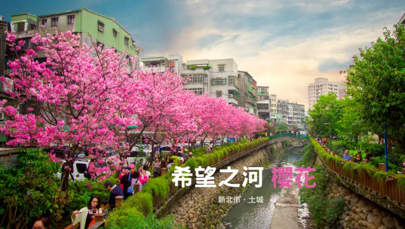 土城賞櫻景點／希望之河～粉紅櫻花大滿開，坐捷運就能到的賞櫻景點