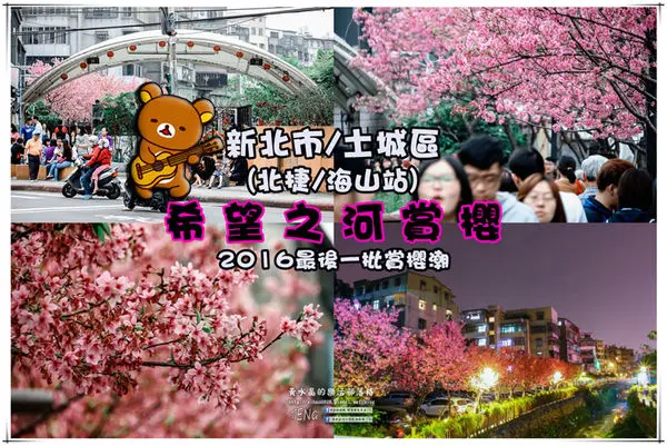 2016土城“希望之河”熱門賞櫻地點|新北市/土城區/北捷海山站(搭捷運即可賞櫻；整個絢麗顯得毫不掩飾，整片粉紅開滿誰的歡喜)