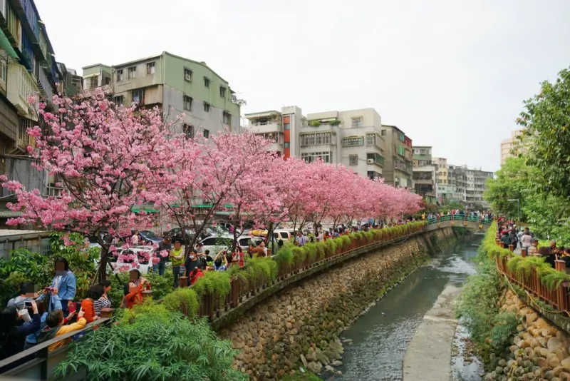 【新北‧土城】季節限定土城希望之河廣場盛開櫻花大爆炸，搭捷運就可賞櫻!不用跑遠