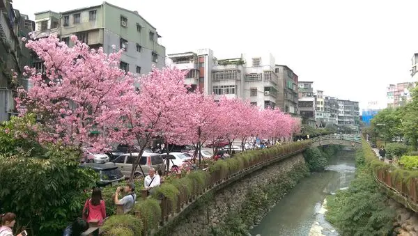 捷運步行3分鐘，櫻花盛開中！(含交通方式)