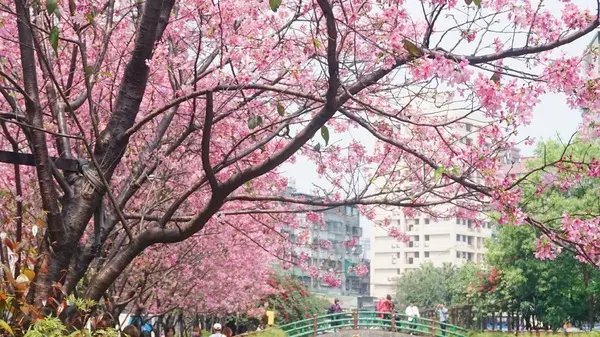 土城希望之河昭和櫻 ｜捷運海山站3號出口｜台灣土城小黑目川│不塞車 捷運賞櫻好處去              