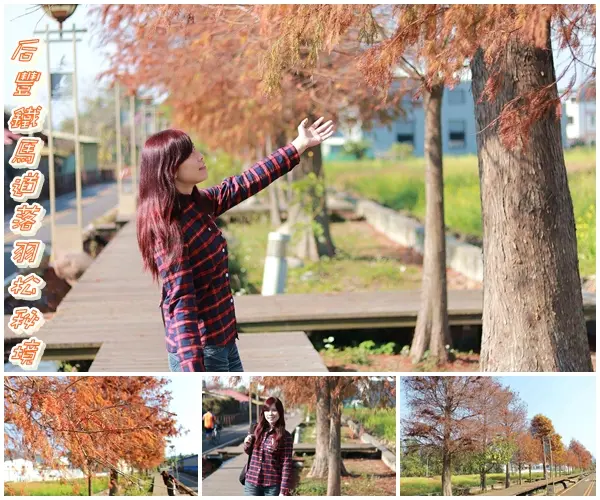 【台中景點】后豐鐵馬道落羽松秘境。享受這樣片刻的寧靜也挺美好。來場與落羽松對話的輕旅行吧        
      