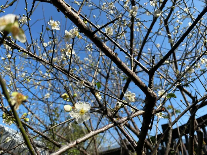 【嘉義景點推薦】強力建議來到此嘉義景點推薦地一定要買的伴手禮！