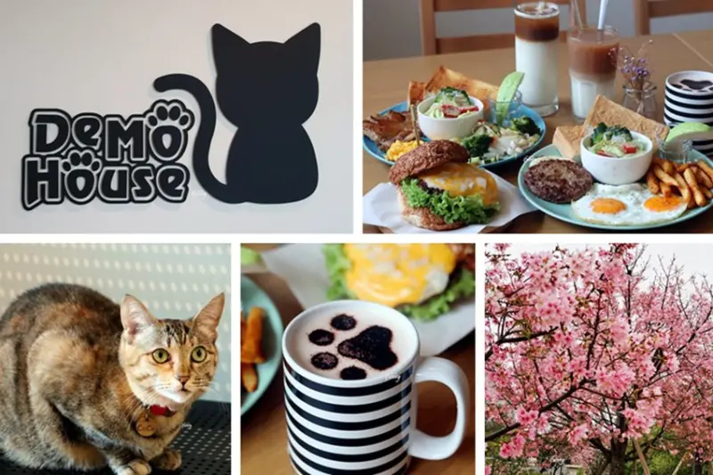 桃園美食 | DeMo House 戴莫好食屋 早午餐 寵物友善餐廳 檜溪(會稽)河濱公園賞櫻 - ifunny 艾方妮的遊樂場