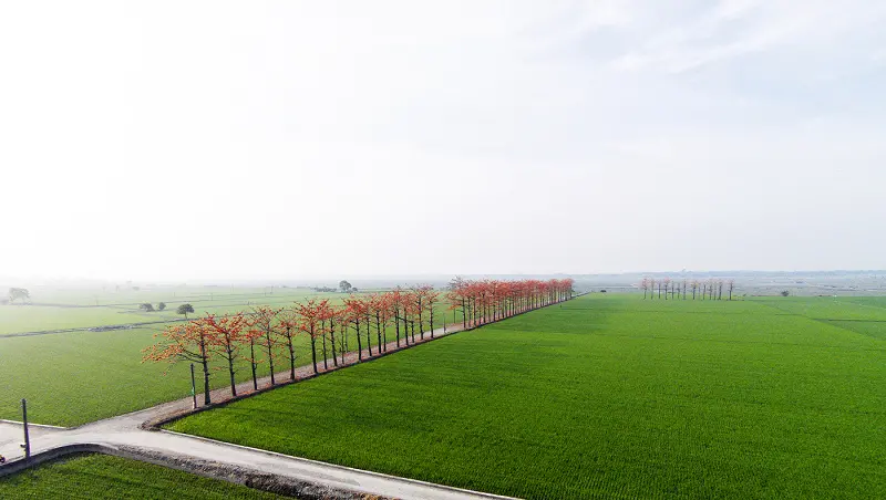 邂逅.春之饗宴*彰化.竹塘木棉花道(+空拍篇)