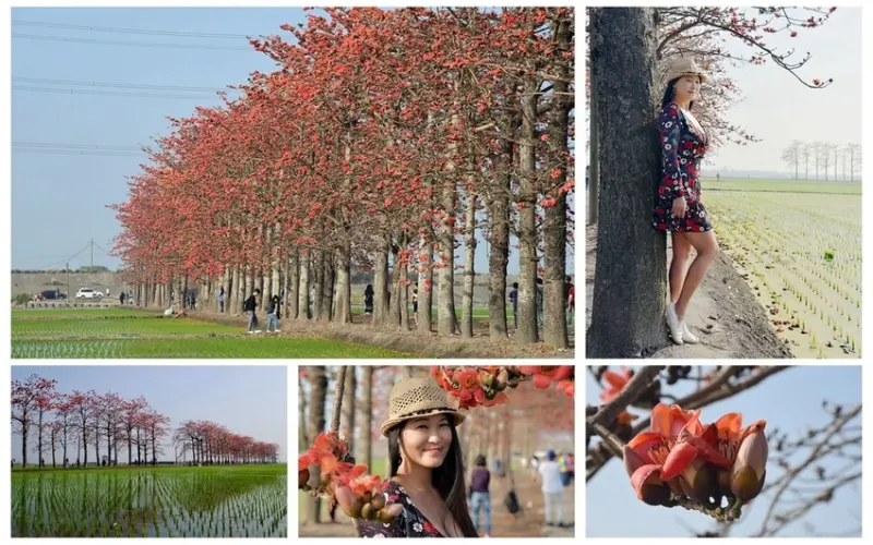 【彰化。竹塘鄉】紅綠相間置身於異國氛圍『竹塘木棉花道』矗立於稻田之間如此夢幻(花況108/02/28)