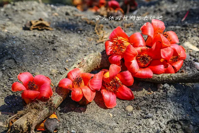 [ 彰化⊙竹塘]木棉花道。火紅綻放