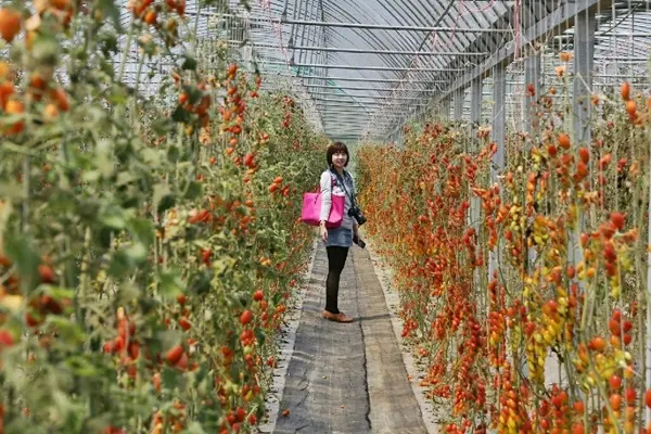 【苗栗旅遊-竹南】隱藏版番茄園旅遊景點推薦之曾班長草莓園(崎頂無毒草莓/苗栗旅遊/竹南旅遊/苗栗景點/竹南景點/一日遊)