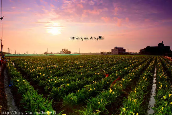 【台中。外埔】2016黃金海芋田。黃昏。夕陽。金色與綠色的大地