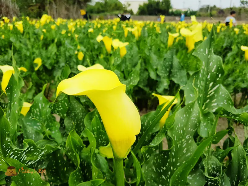 【台中旅遊】螢光點點金色花海《外埔海芋田》免上陽明山無料版竹子湖