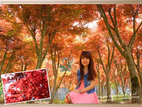 【台北市-陽明山】免門票！路邊就能賞楓@平菁街賞楓秘境