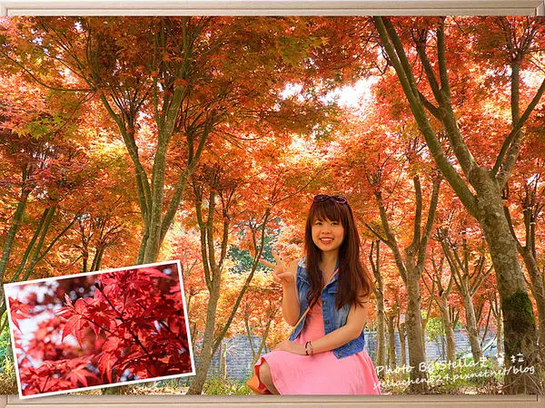 【台北市-陽明山】免門票！路邊就能賞楓@平菁街賞楓秘境